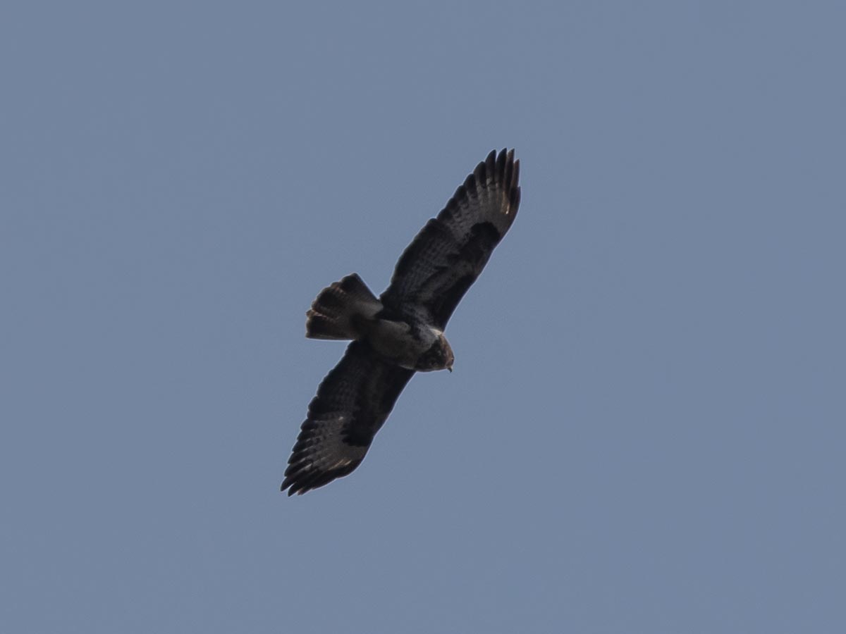 Flug